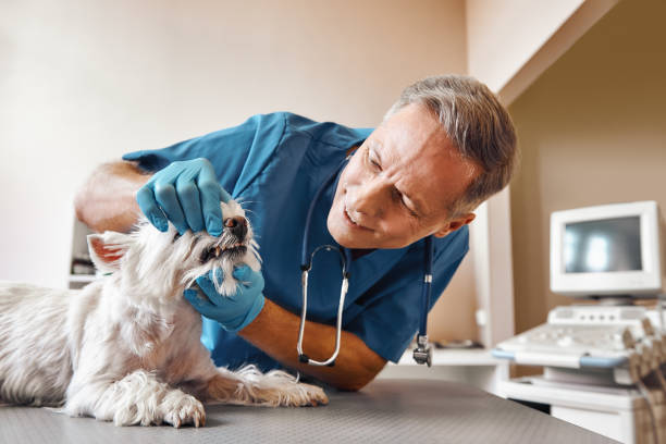 Best Mobile Emergency Dentist in Smithton, IL